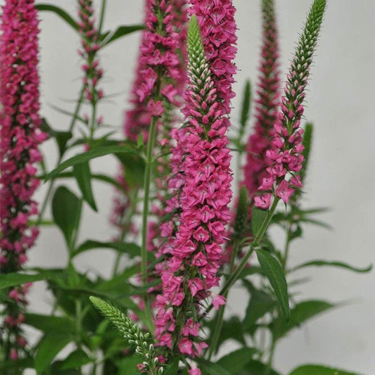 Veronica Vernique® Raspberry