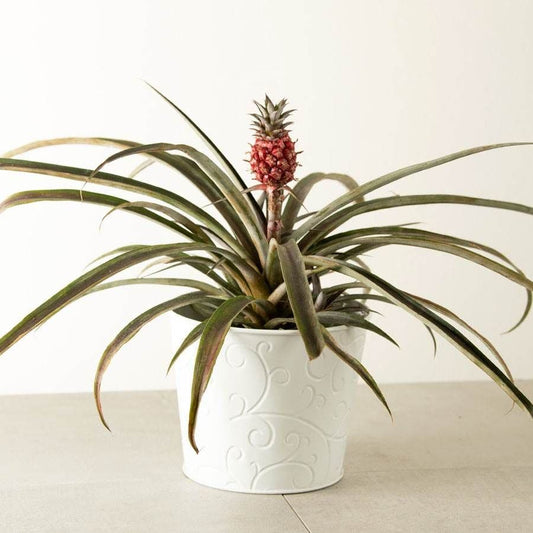 Happy Pineapple
