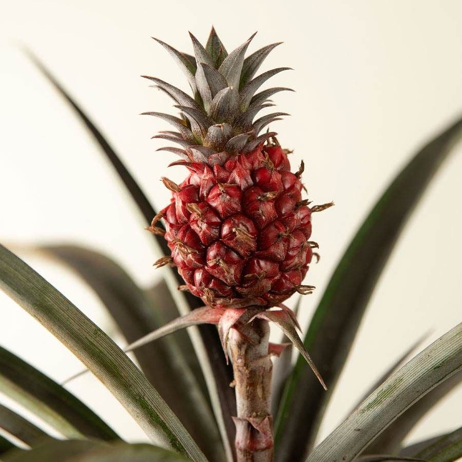 Happy Pineapple