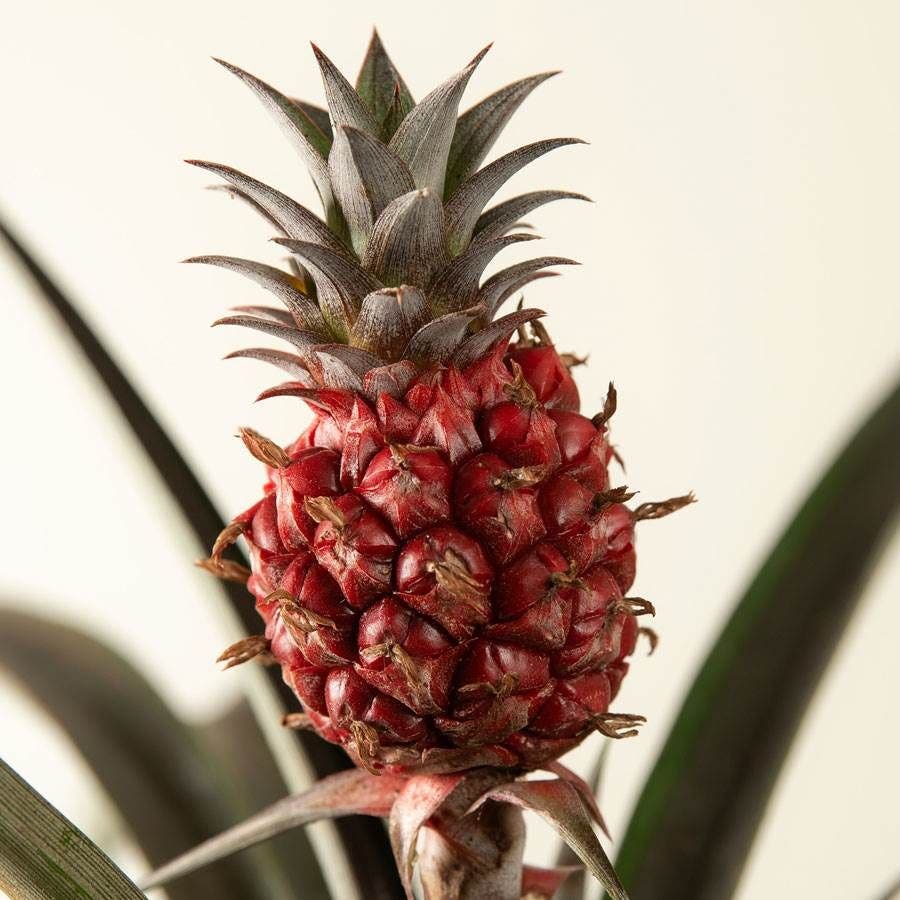 Happy Pineapple