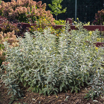 Salix Iceberg Alley® Sageleaf Willow