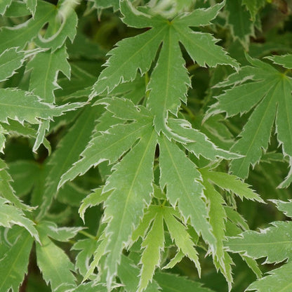 Acer Metamorphosa™ Japanese Maple