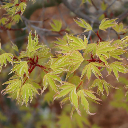 Acer Metamorphosa™ Japanese Maple