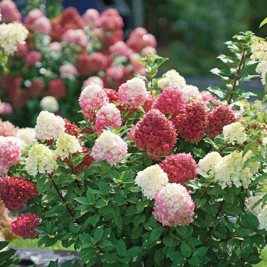 Hydrangea Little Lime Punch® Panicle Hydrangea