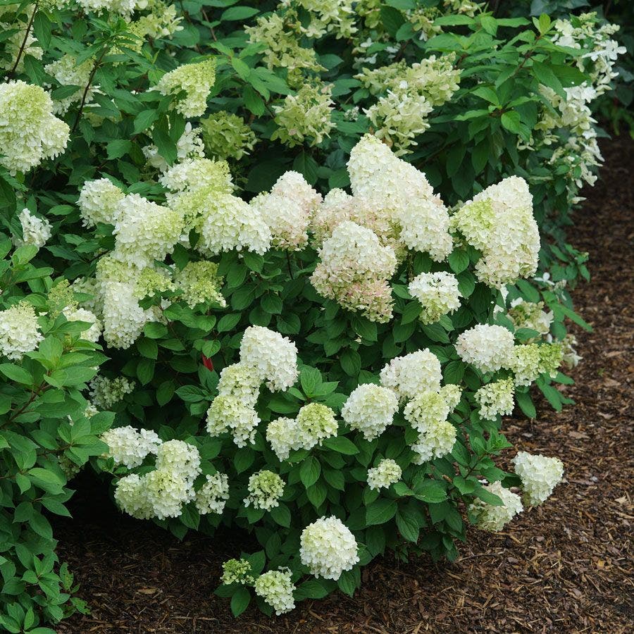 Hydrangea Little Lime Punch® Panicle Hydrangea