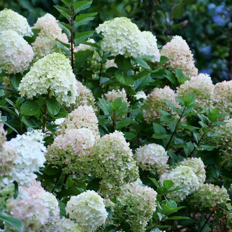 Hydrangea Little Lime Punch® Panicle Hydrangea
