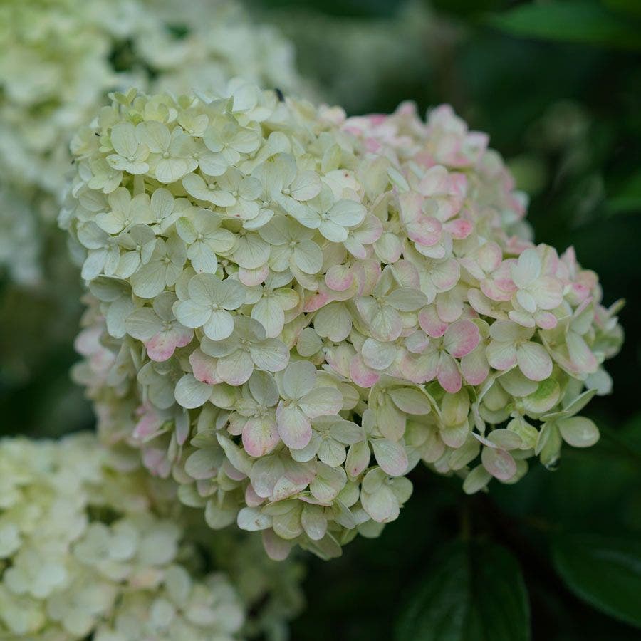 Hydrangea Little Lime Punch® Panicle Hydrangea
