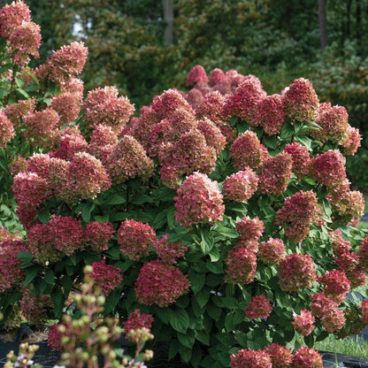 Hydrangea Little Lime Punch® Panicle Hydrangea