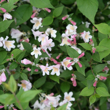 Kolkwitzia Jolene Jolene™ Beautybush
