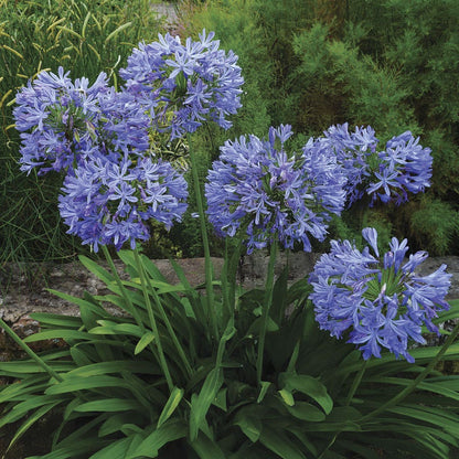 Agapanthus 'Valencia' Lily of the Nile
