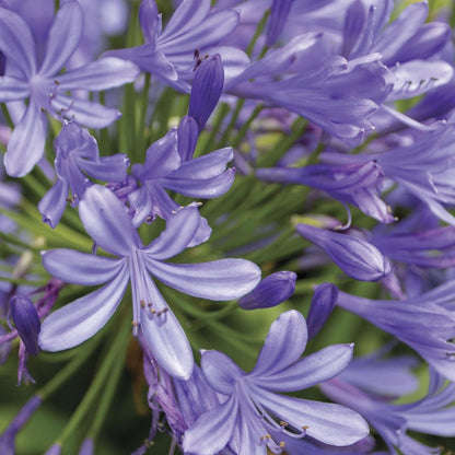 Agapanthus 'Valencia' Lily of the Nile