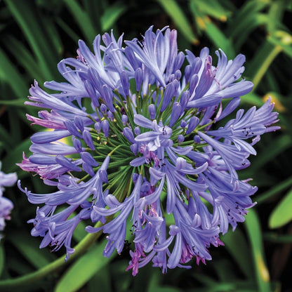 Agapanthus 'Valencia' Lily of the Nile