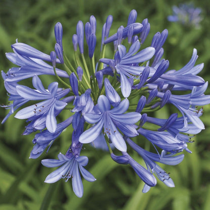 Agapanthus 'Valencia' Lily of the Nile