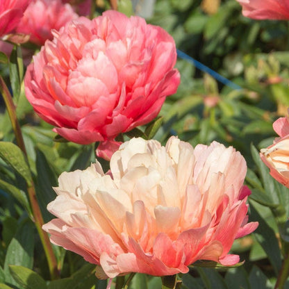 Paeonia 'Lorelei' Peony