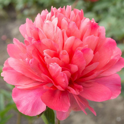 Paeonia 'Lorelei' Peony