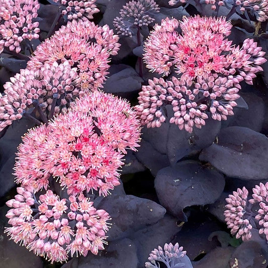 Sedum Mojave Jewels™ 'Sapphire' Stonecrop