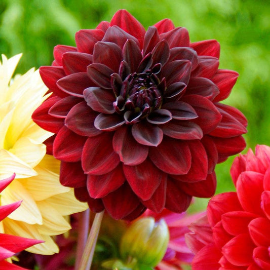 Dahlia 'Arabian Night' Bulb