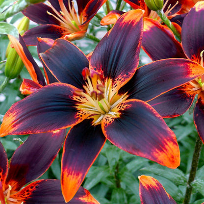 buy asiatic lily bulbs Lilium 'Forever Susan' Asiatic Lily Bulbs