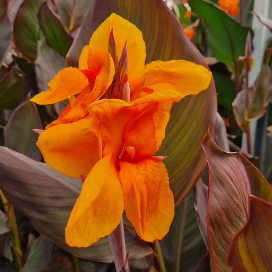 Canna Elite™ 'Orange Chocolate' Canna Lily Bulb