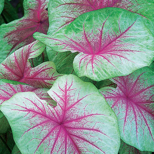 Caladium 'Mint Julep' Bulbs