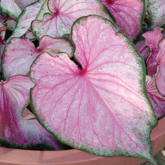 Caladium 'Pearl Blush' Bulbs