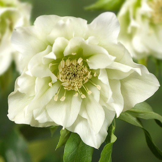 Helleborus 'Double Ellen White' Hellebore