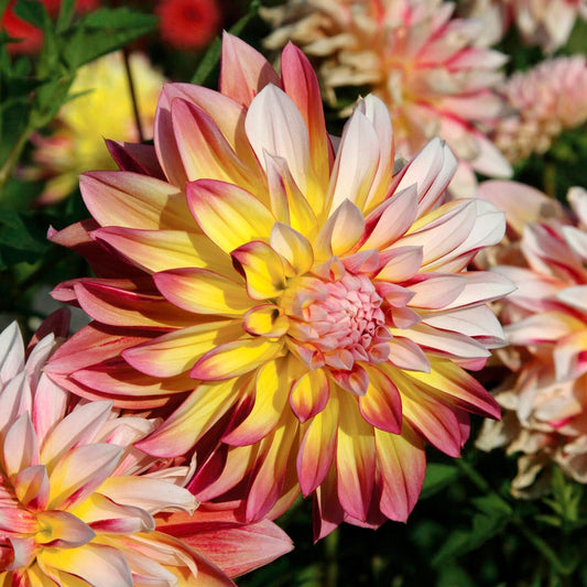 Dahlia Caribbean Fantasy Bulb