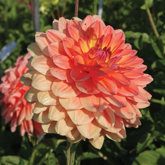 Dahlia 'Ace Summer Sunset' Bulb
