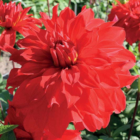 Dahlia 'Barbarossa' Bulb