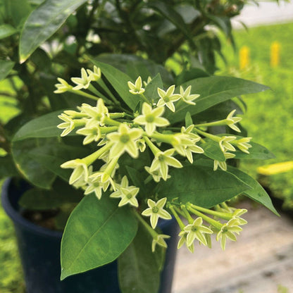 Cestrum Night Blooming Jasmine