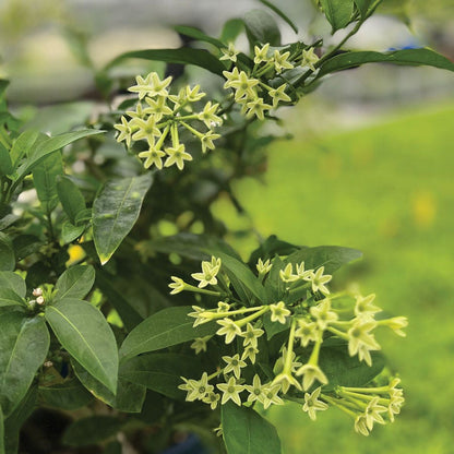 Cestrum Night Blooming Jasmine