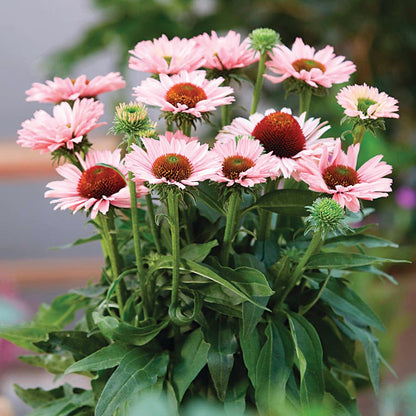 echinacea sunseekers salmon seeds Echinacea SunSeekers® Salmon Coneflower