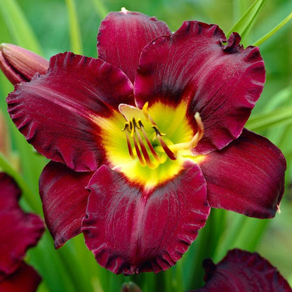 Hemerocallis 'Bela Lugosi' Daylily