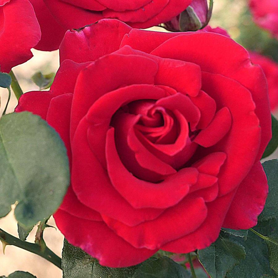 Red 36-Inch Tree Rose