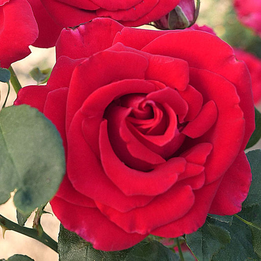 Red 36-Inch Tree Rose