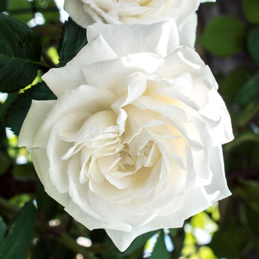 White 36-Inch Tree Rose