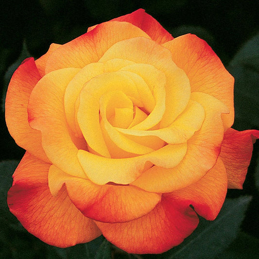 Multicolor 36-Inch Tree Rose
