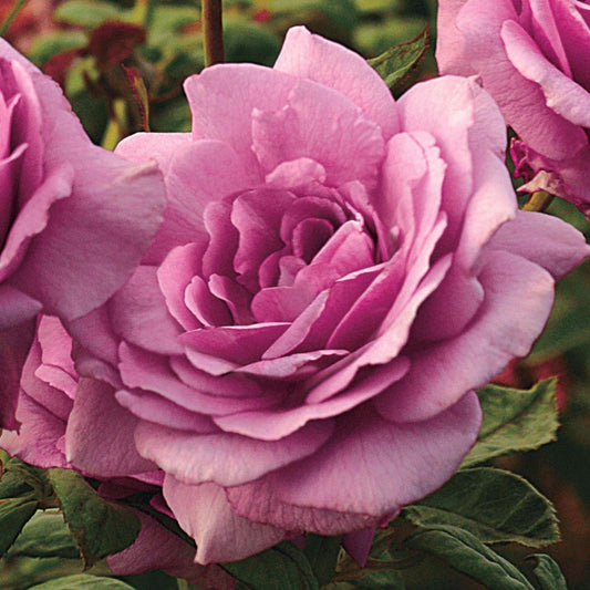 Purple 36-Inch Tree Rose