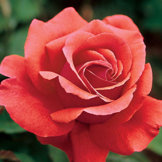 Orange 36-Inch Tree Rose