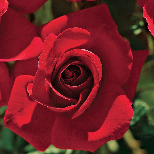 Red 24-Inch Patio Tree Rose