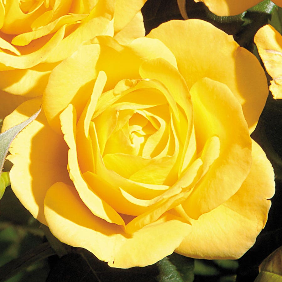 Trees Roses 24 Inch Yellow 24-Inch Patio Tree Rose – Park Seed
