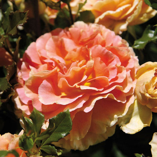 Multicolor 24-Inch Patio Tree Rose