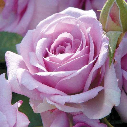 Lavender 24-Inch Patio Tree Rose