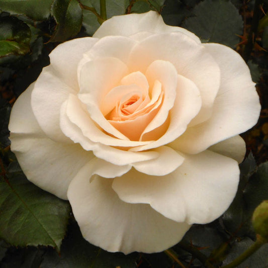 Cream 24-Inch Patio Tree Rose
