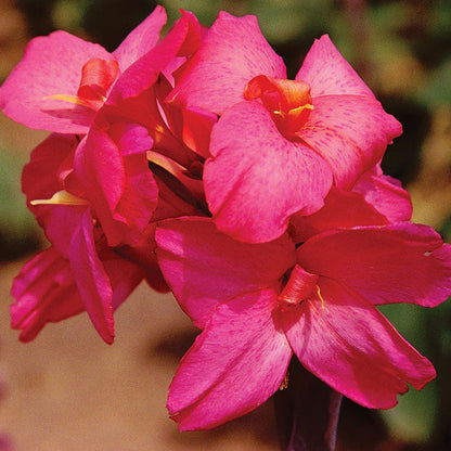 Canna Pink Futurity Canna Lily Bulbs
