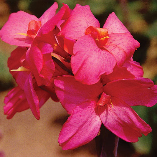 Canna Pink Futurity Canna Lily Bulbs