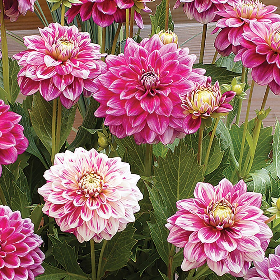 Dahlia 'Go Go Two Tone' Bulbs