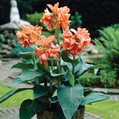 Canna Tropical Sunrise Canna Lily Bulbs