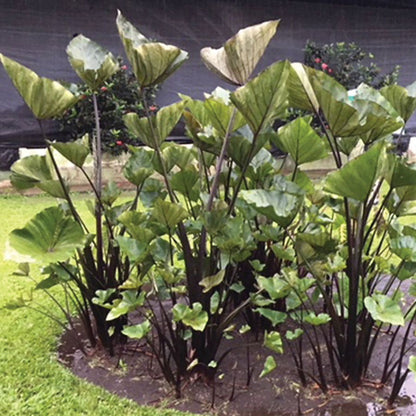 tea cup elephant ear plant Colocasia Tea Cup Elephant Ear Bulb
