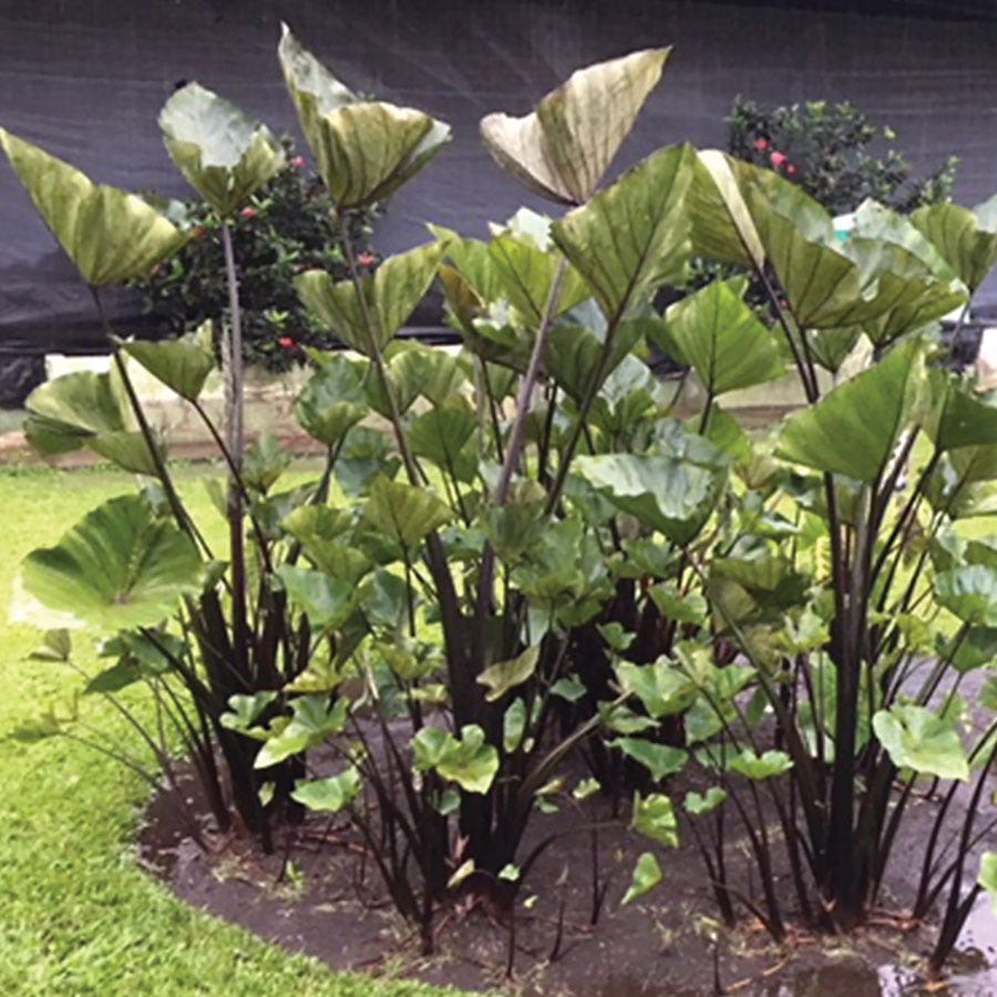 Colocasia Tea Cup Elephant Ear Bulb